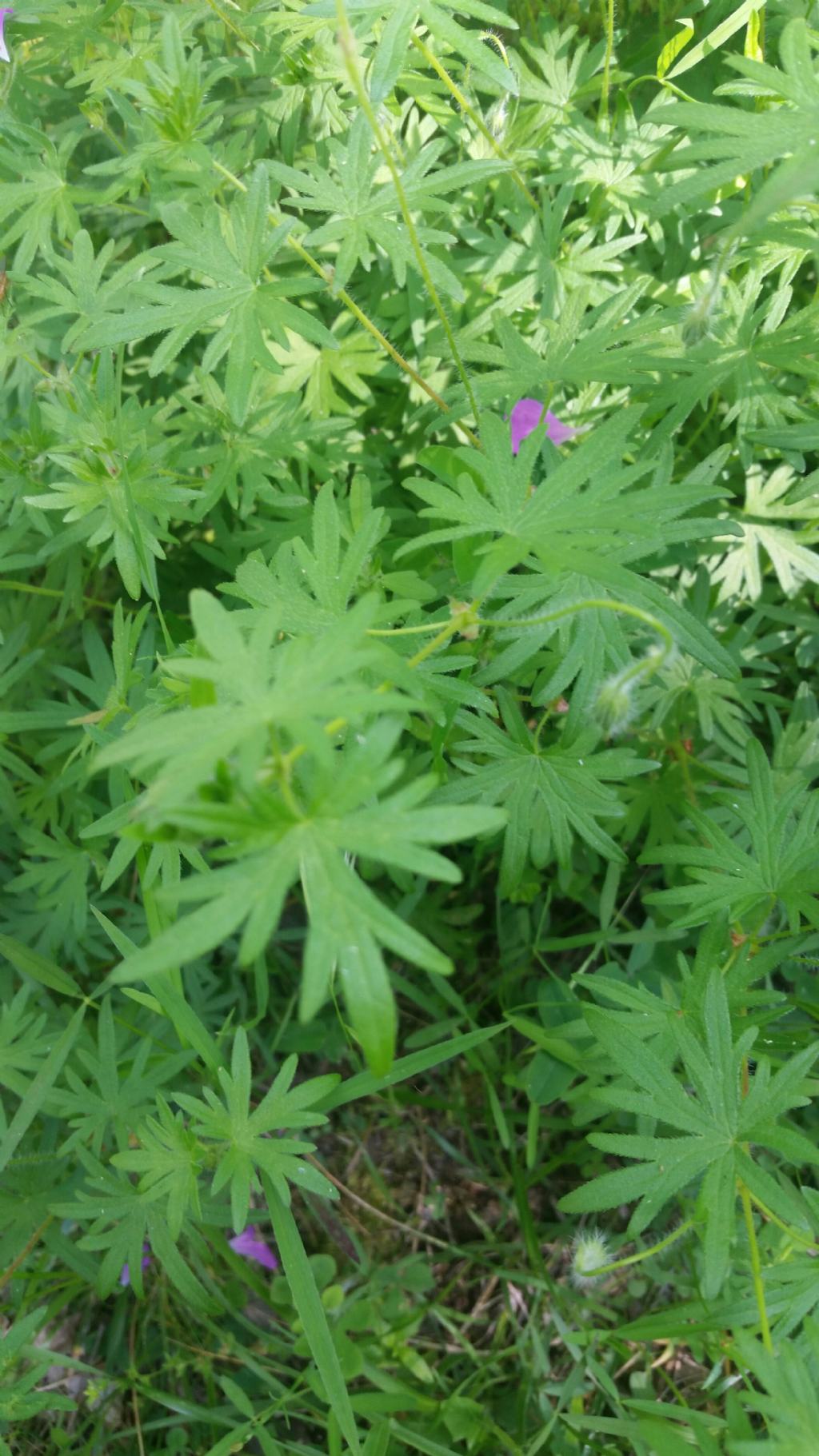 Geranio?  S, Geranium sanguineum